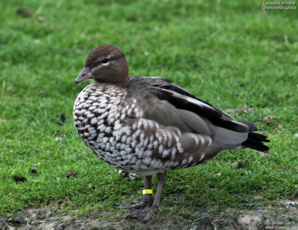 Canard à crinière femelle adulte