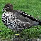 Canard à crinière