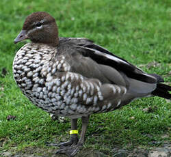 Canard à crinière