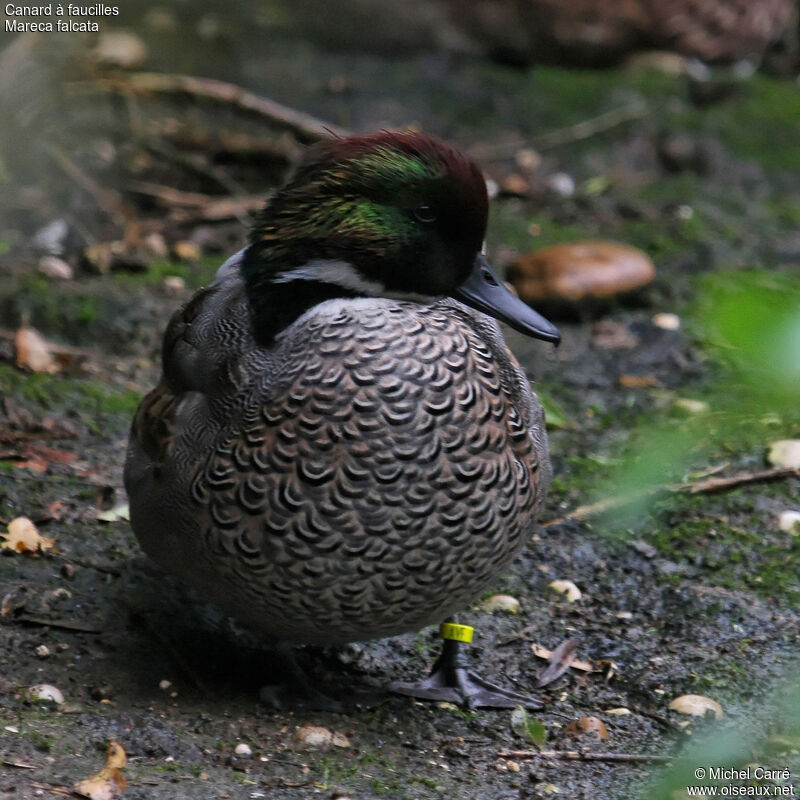 Falcated Duck male adult breeding