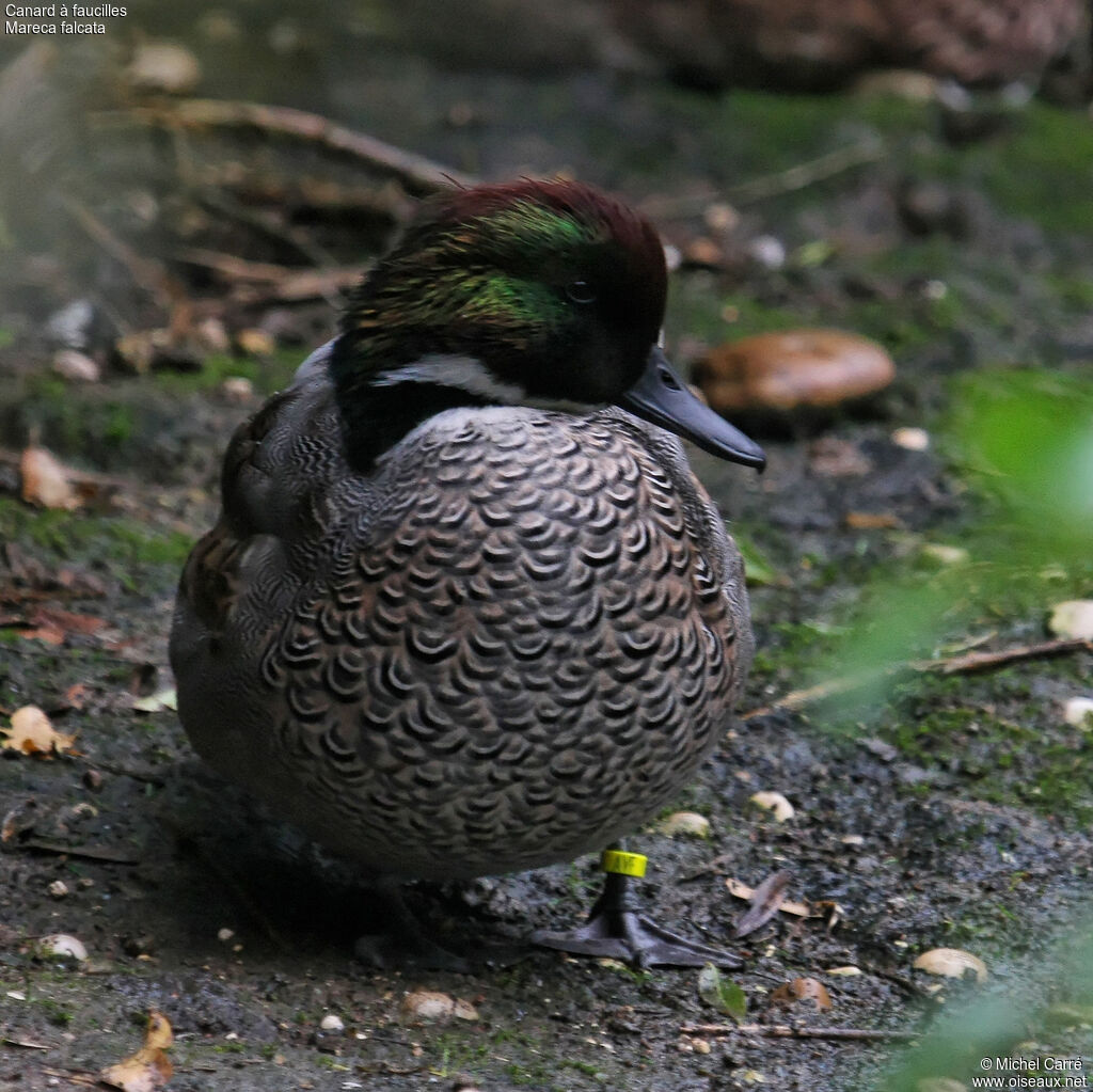 Canard à faucilles mâle adulte nuptial