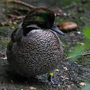 Falcated Duck