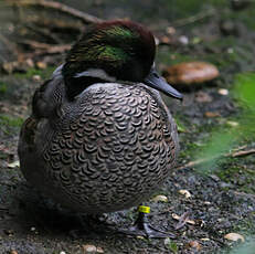 Canard à faucilles