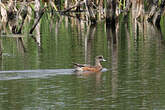 Canard à front blanc