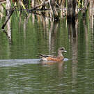 Canard à front blanc
