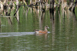 American Wigeon