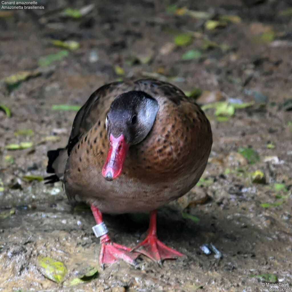 Canard amazonette mâle adulte