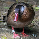Canard amazonette
