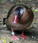 Brazilian Teal