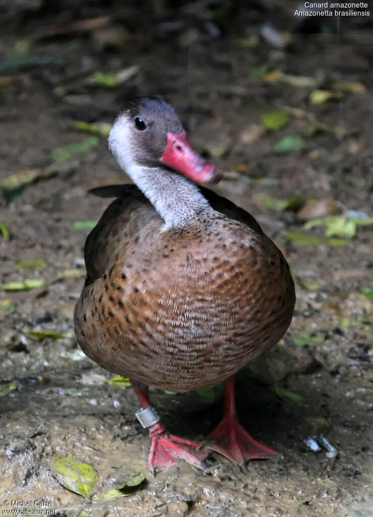 Canard amazonette mâle adulte