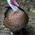 Canard amazonette