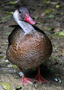 Brazilian Teal