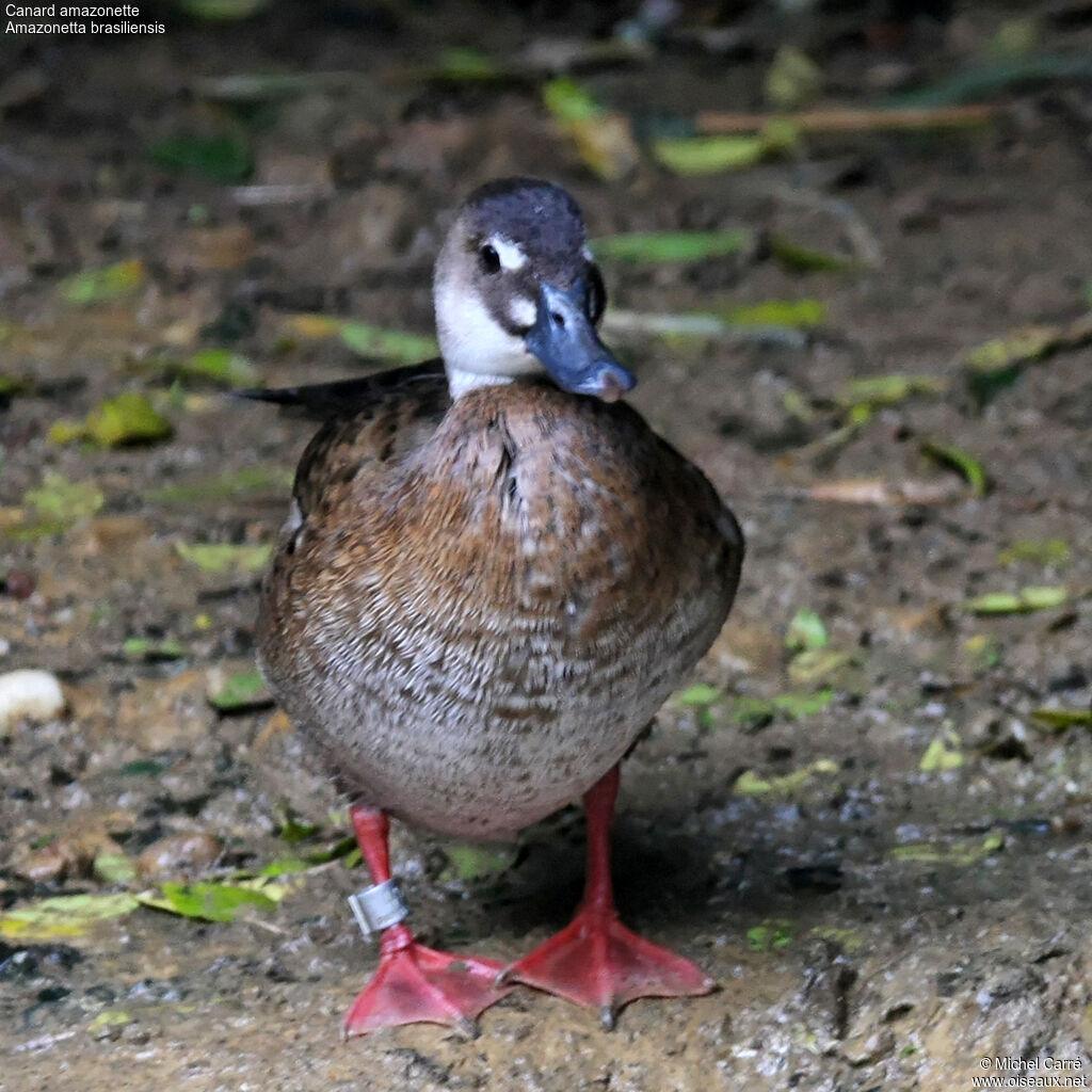 Canard amazonette femelle adulte