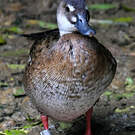 Canard amazonette