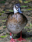 Canard amazonette