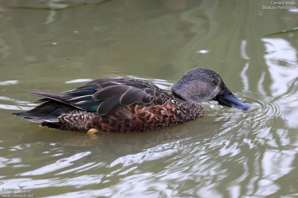 Australasian Shoveler male adult transition, pigmentation