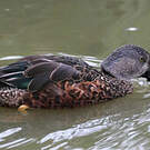 Canard bridé