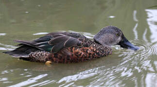 Australasian Shoveler