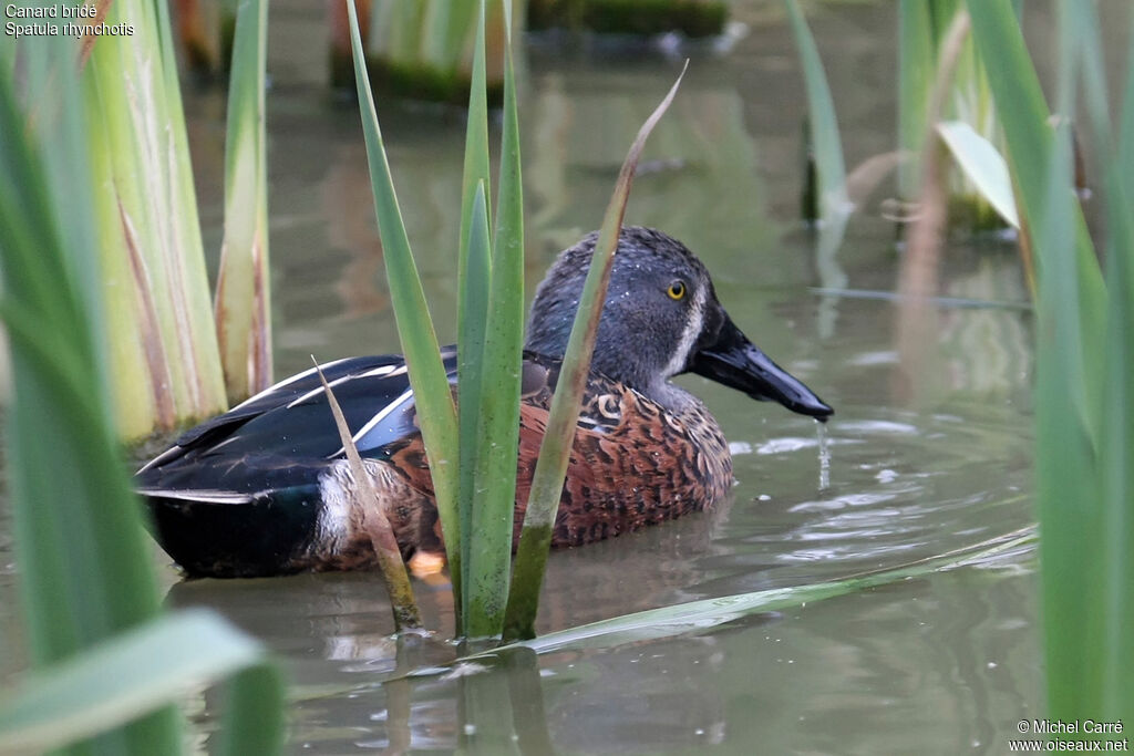 Canard bridé mâle adulte