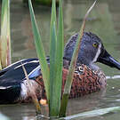 Canard bridé