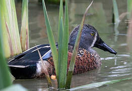 Australasian Shoveler