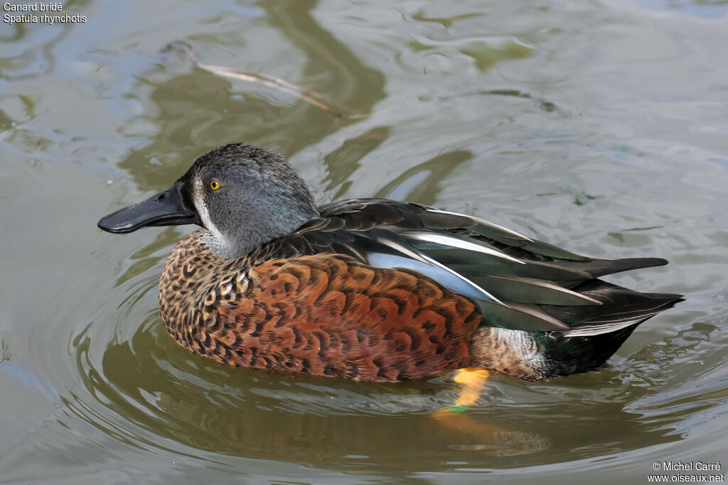 Australasian Shoveler male adult