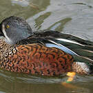 Canard bridé