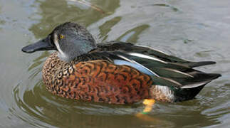 Canard bridé