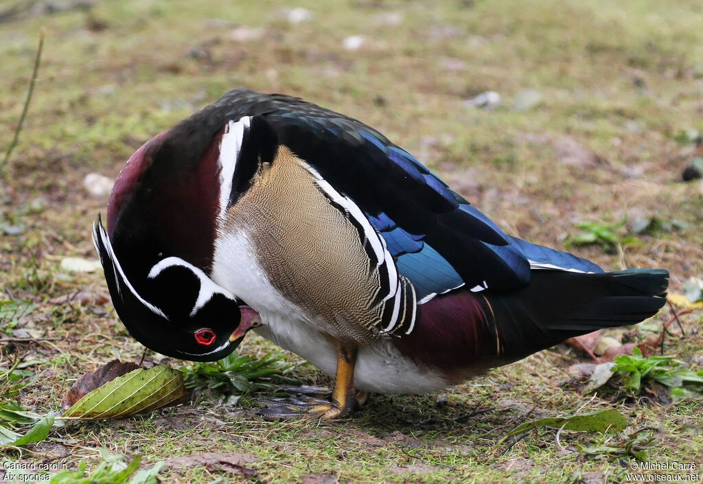 Canard carolin mâle adulte