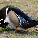 Canard carolin