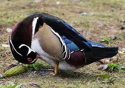 Wood Duck