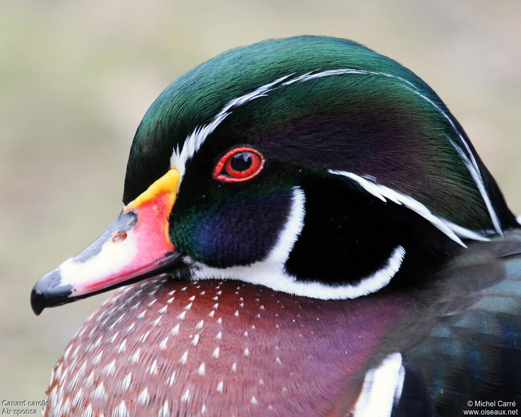 Canard carolin mâle adulte