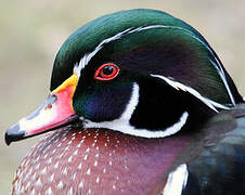 Wood Duck