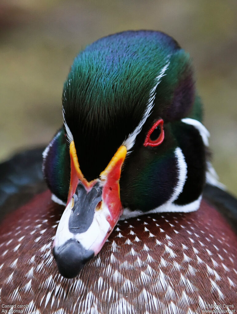 Canard carolin mâle adulte