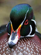 Wood Duck