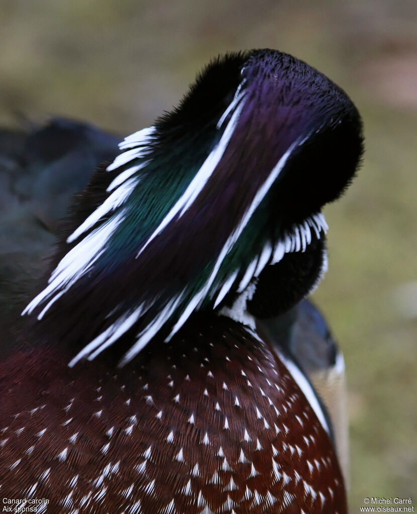 Canard carolin mâle adulte