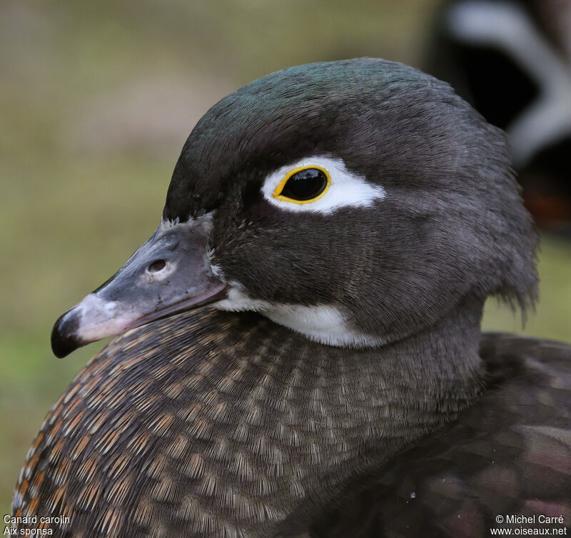 Wood Duck female adult