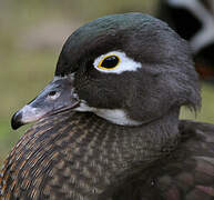 Wood Duck