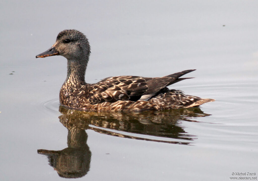 Gadwall