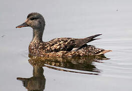 Gadwall