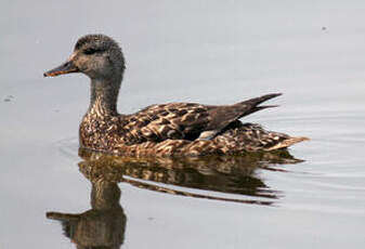 Canard chipeau