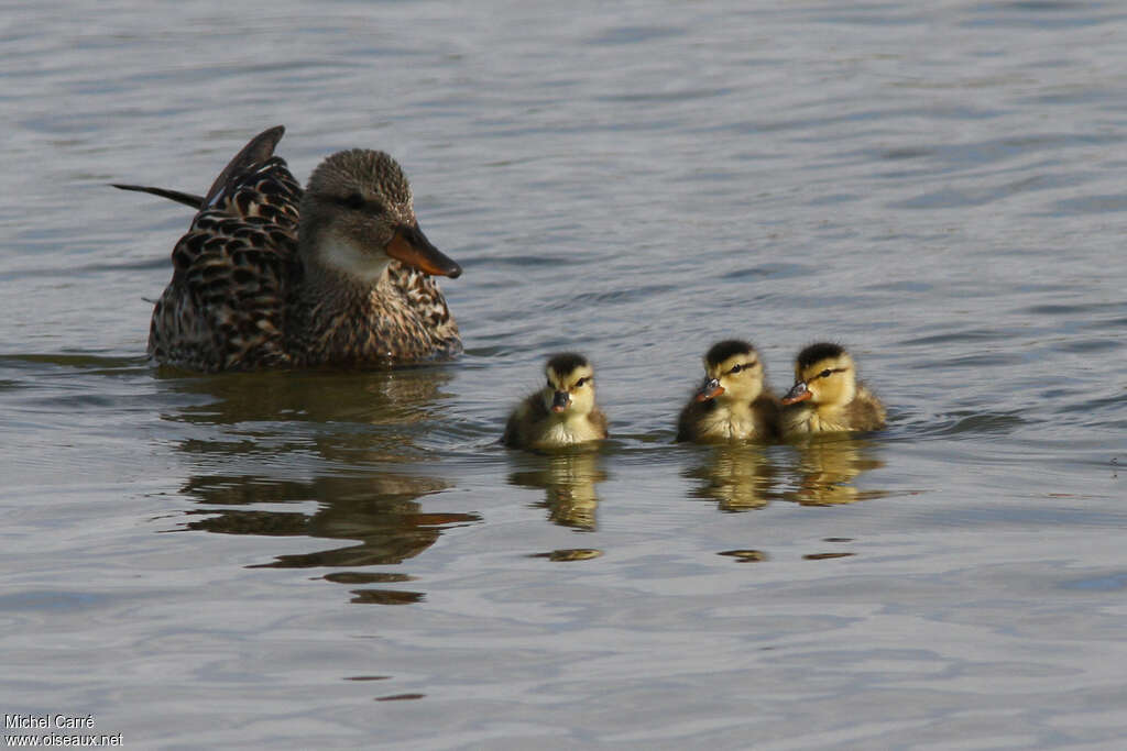 Canard chipeau