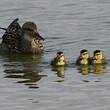 Canard chipeau