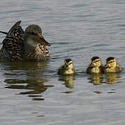 Gadwall