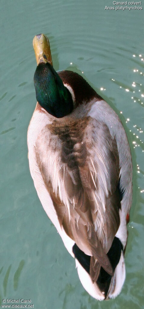 Canard colvert mâle adulte nuptial