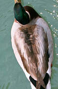 Mallard