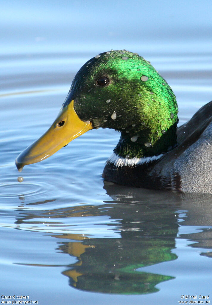 Mallard male adult breeding