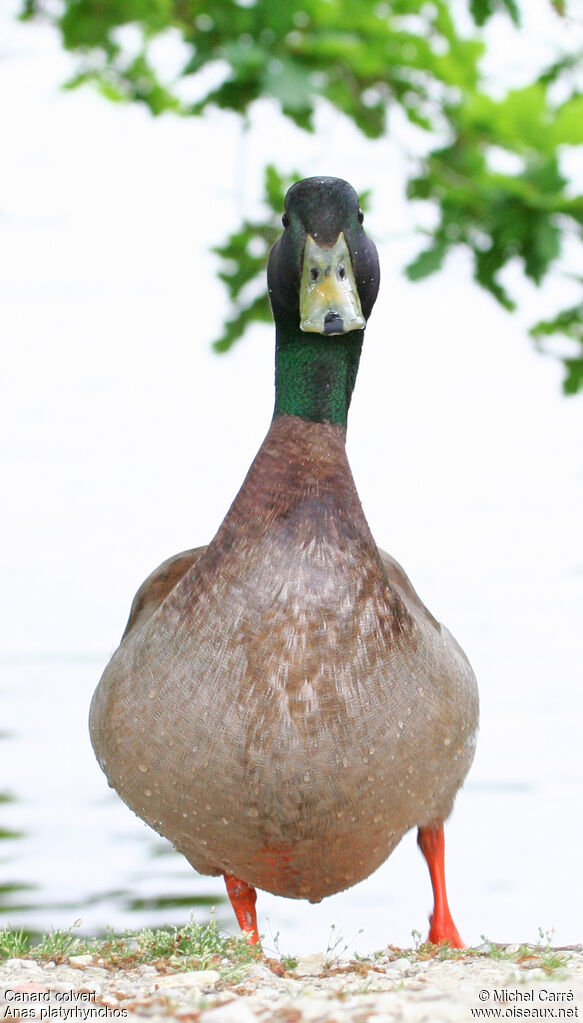 Mallard male