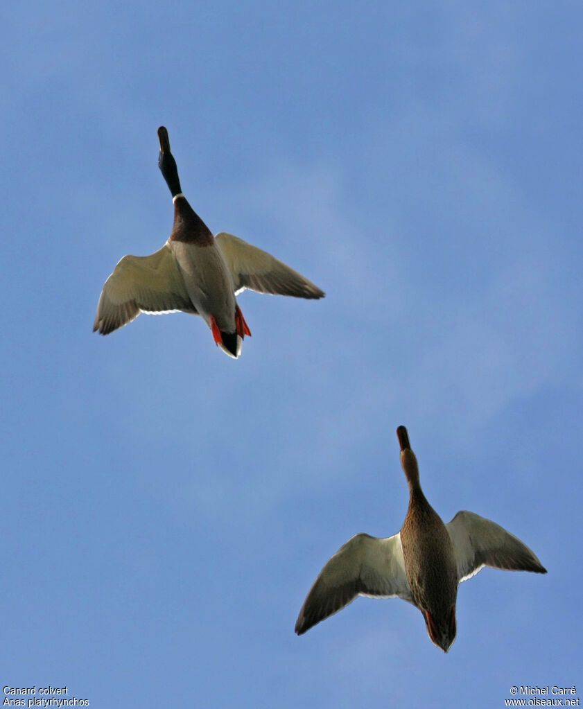 Canard colvert adulte nuptial, Vol