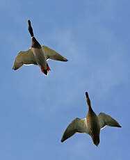 Canard colvert